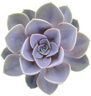 2" Echeveria Perle Von Nurnberg